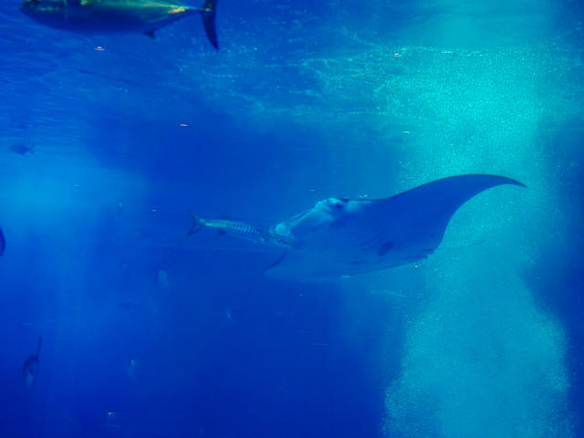 沖繩｜必去美麗海海洋館，近距離看海豚秀超震撼！