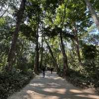 ตาดกวางสี Beauty of Luang Prabang