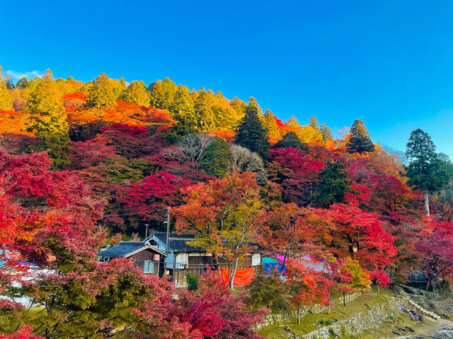 【愛知】香嵐渓✨🍁紅葉が彩る秋の絶景