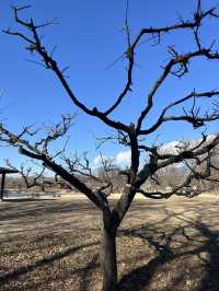 【佐久市🇯🇵】貯水池に集まる鳥が見える公園🕊️