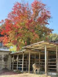 東山動物植物園-紅葉與動物構成和諧，而且美麗的景色