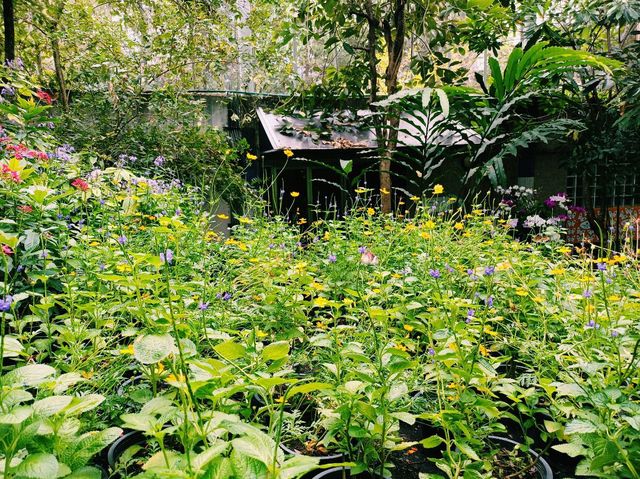 泰國曼谷特色博物館景點:曼谷蝴蝶館。免費參觀，適合打卡拍照📸親子遊
