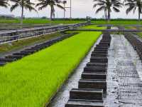 A fruitful day trip to Sekinchan 