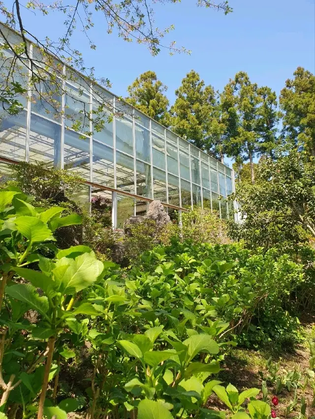 在山茶花之丘邂逅春日花園漫步 - 濟州島感性療癒景點