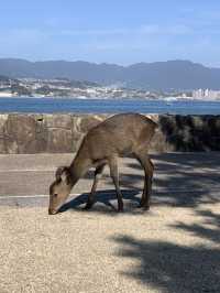 Deer-ly Loved Miyajima: A Day Trip to Remember! 