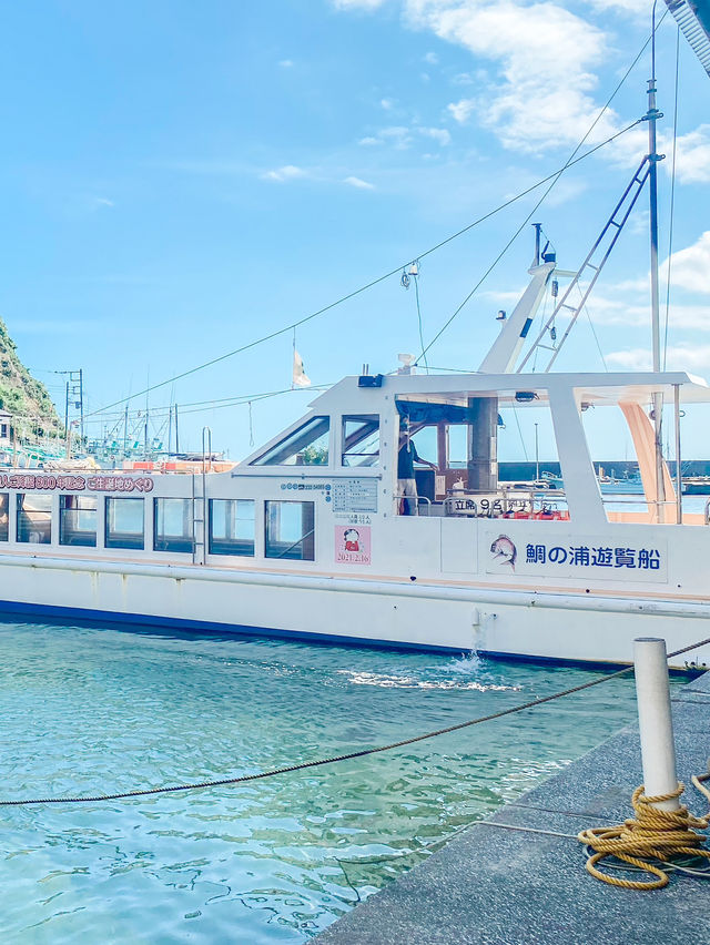 天然記念物！鯛の浦で夏の千葉を楽しもう！