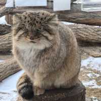 江戶川區自然動物園：在動物世界裡玩得不亦樂乎！ 🐘🐨🐅
