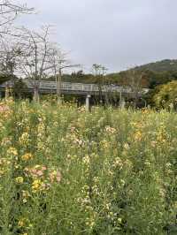珠海木頭沖村鶴道花海——周末郊遊好去處