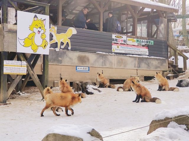 日本東北-宮城藏王狐狸村