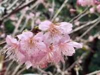 橘祥合院《古典三合院 櫻花盛開滿山紅》