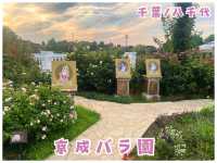 【千葉/八千代】日本最大級‼︎1600品種のバラが咲く＊京成バラ園＊