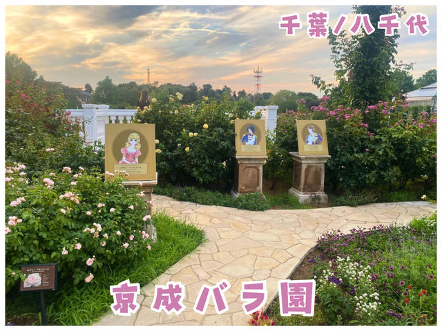 【千葉/八千代】日本最大級‼︎1600品種のバラが咲く＊京成バラ園＊