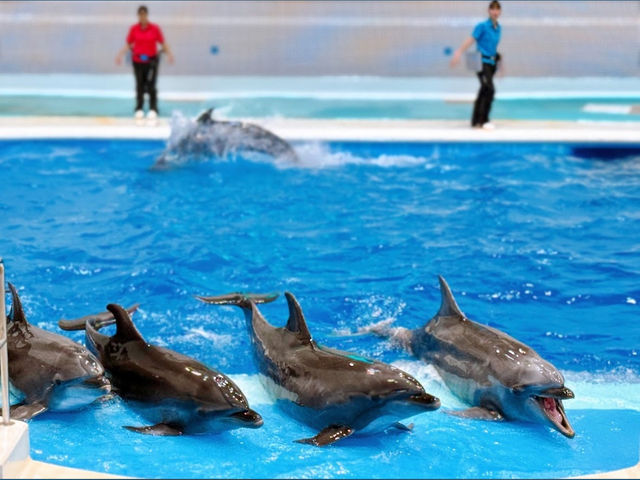 ジンベイザメも見れる🤍【いおワールドかごしま水族館】