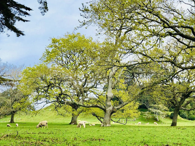 Hill of Beauty: One Tree Hill in Spring