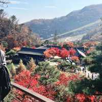 Hwadam Botanic Garden: A Hidden Natural Paradise