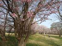Makomanai Park