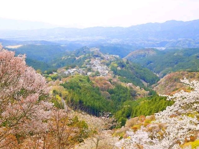 奈良吉野山，200種、3萬株櫻海盛開滿山浪漫！