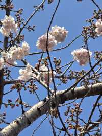 濟州櫻花季：韓國最早綻放的粉色奇蹟 🌸✨ 