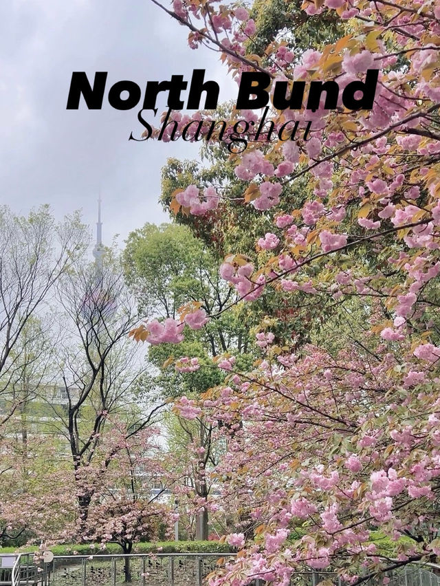 มุมลับชมซากุระที่ North Bund เซี่ยงไฮ้