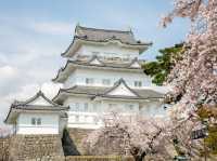 Chasing Sakura at Odawara Castle Park
