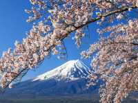 Chasing Sakura at Lake Kawaguchiko