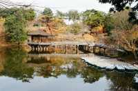 The Free Roaming Deer at Nara Park