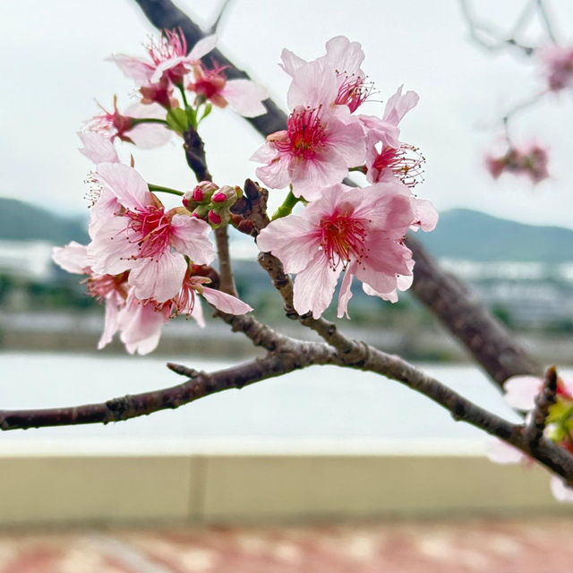 粉紅花海：石門安景街公園的櫻花盛景