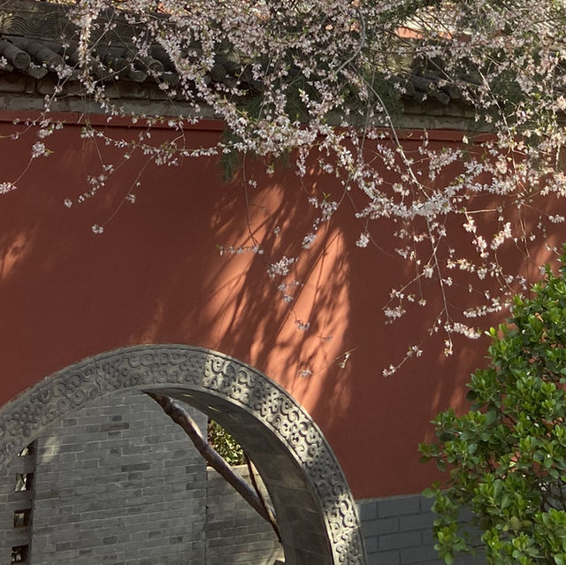 廣仁寺三月花季，錯過再等一年！