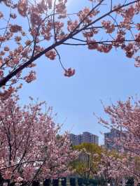 Cherry Blossom 🌸 trip to Dingxi