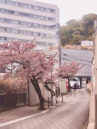 Chasing Sakura at Atami Streets