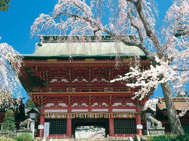 Chasing Sakura at Shiwahiko and Shiogama Shrines