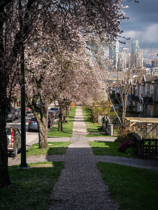 バンクーバーの桜：春の街を彩るピンクのトンネル