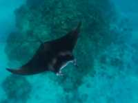 Akoya Pearl Sailing Cruise: A Luxurious Ocean Escape