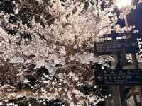 🌸【名古屋秘境夜櫻｜高山陣屋紅橋的櫻花盛宴】  
