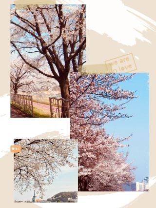 Spring's Photo Canvas: Gapcheon's Blossom Scenes