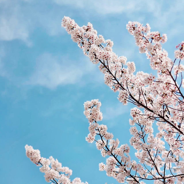 SPRINGTIME SERENITY | A WALK THROUGH ONCHEONCHEON STREAM