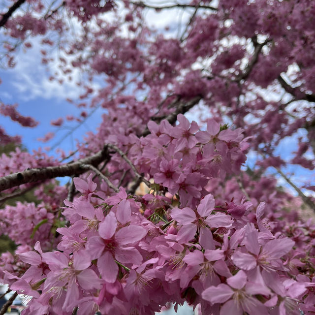 Hidden In Alishan, Taiwan!! Early Spring Cherry Blossoms