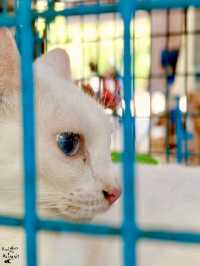 😽😻ศูนย์อนุรักษ์แมวไทยโบราณ😺😸