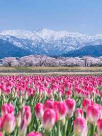 4月限定｜春の四重奏に恋して