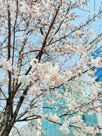 봄엔 벚꽃을 보러 떠나보세요!!😀😀