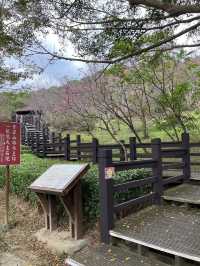 🌸** 豐富的自然景觀與迷人的櫻花林步道**🌸