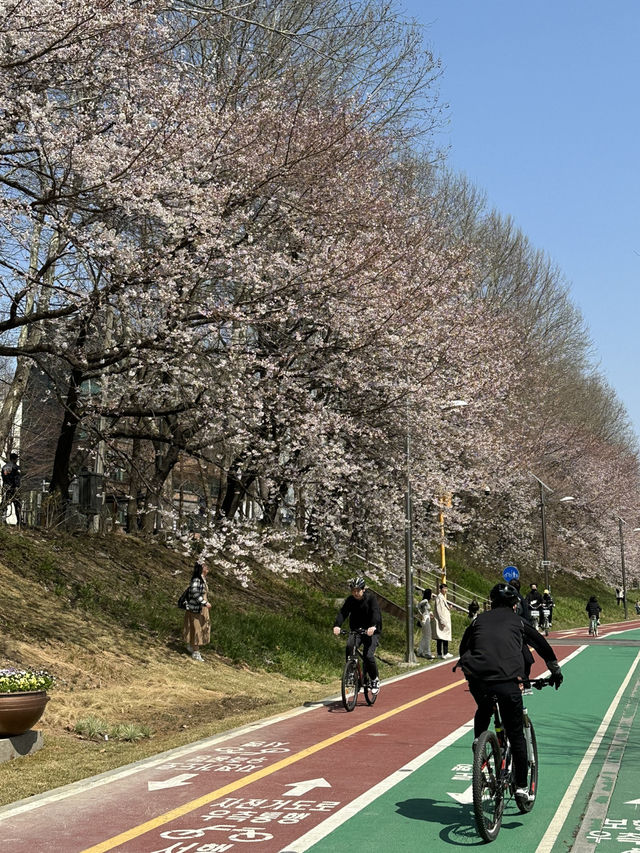 역시 올해도 벚꽃놀이는 이곳에서🌸 양재천 벚꽃길