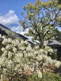 Spring at Myoshin-ji Chokei-in