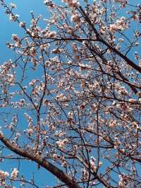 The Green Promise: Dasan Park's Spring Pledge of Rebirth 