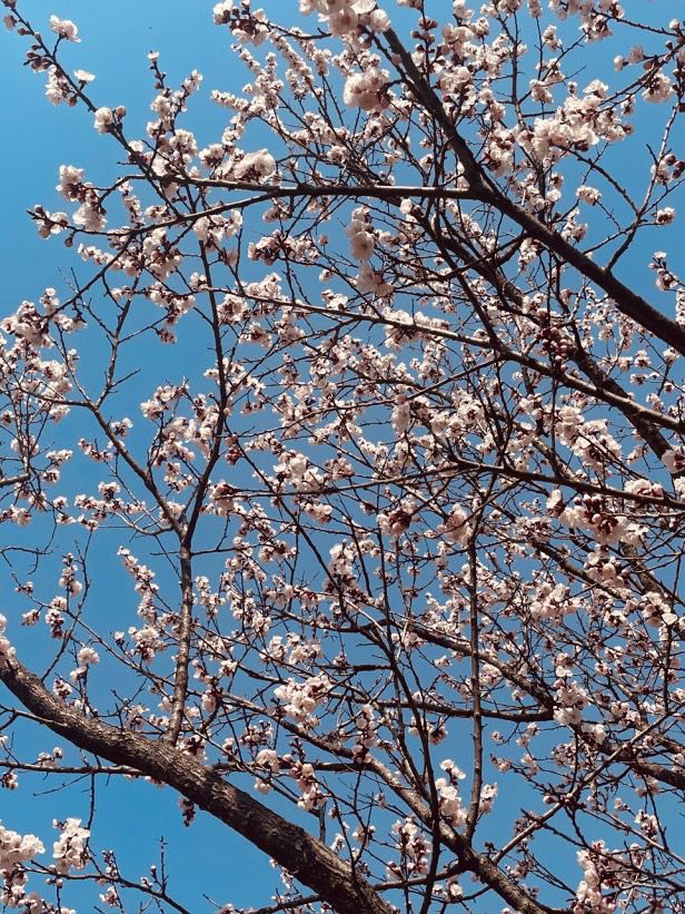 The Green Promise: Dasan Park's Spring Pledge of Rebirth 