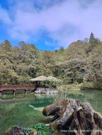 ไปดูดอกแมกโนเลียที่ Alishan 