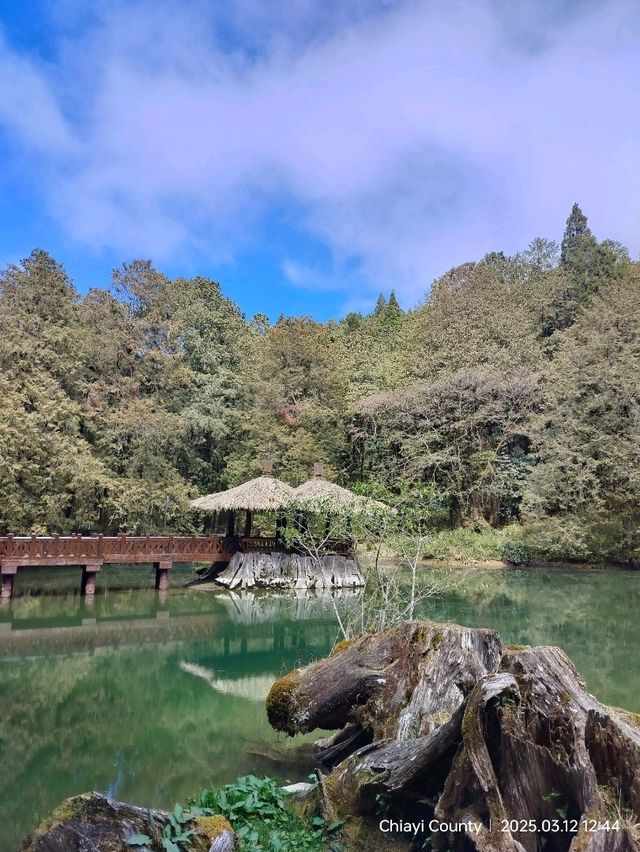 ไปดูดอกแมกโนเลียที่ Alishan 