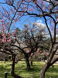 Plum Blossoms at Kyoto Botanical Gardens