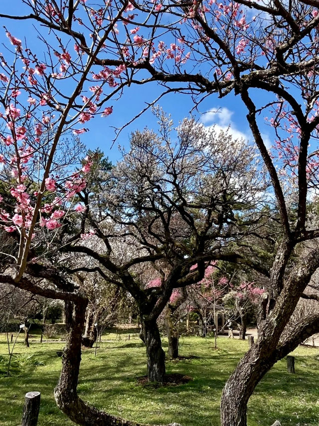 Plum Blossoms at Kyoto Botanical Gardens