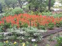 [🇯🇵京都] 花に癒されるひととき、京都府立植物園を訪れてみませんか？